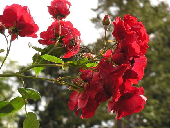 Rose (गुलाब) Cultivation