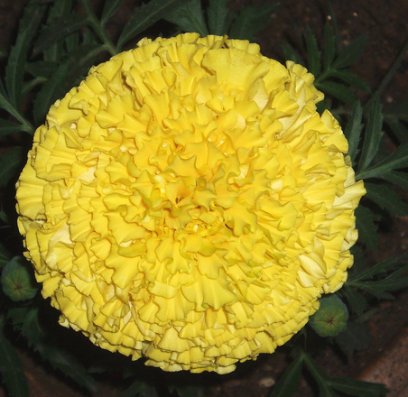 गेंदा के फूल (Marigold)