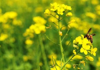 सरसों की खेती (Mustard Cultivation) मे अधिकतम उत्पादन एवं फसल सुरक्षा हेतु ध्यान देने योग्य विशेष बिन्दु