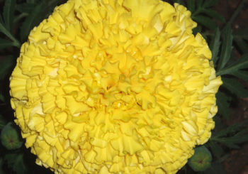 गैंदे के फूलों (Marigold Cultivation) मे अधिकतम उत्पादन एवं सुरक्षा हेतु ध्यान देने योग्य विशेष बिन्दु।