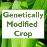 Genetically Modified Crops(source-https://www.slideshare.net)