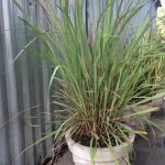 नींबू घास(Lemon Grass)